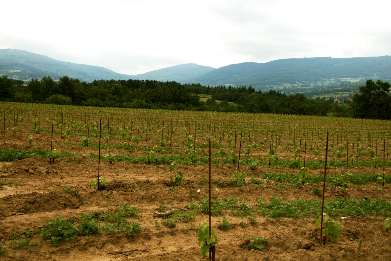 earl des tilleuls plusieurs rangs de vignes à Chavanay